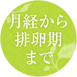 月経から排卵期まで